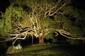 Adelaide Hills Country Cottages - The Nest - Accommodation Yamba 4