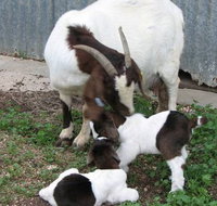 Redwing Shearer's Quarters - Accommodation Yamba