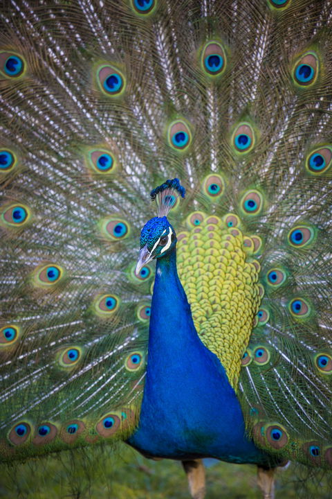 Willunga Peacock Farm Bed And Breakfast - Accommodation Yamba 0