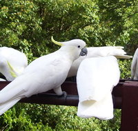 Lorikeet Lane BB - Accommodation Yamba