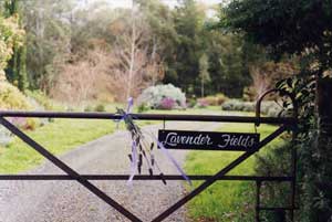 Adelaide Hills Country Cottages - Lavender Fields - Accommodation Yamba 3