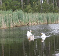 Summer Cottage - Accommodation Yamba