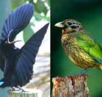 Chambers Wildlife Rainforest Lodges - Accommodation Yamba