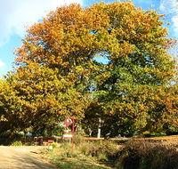 Red Rooster Host Farm - Accommodation Yamba