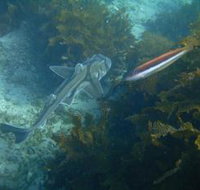 Honeymoon Bay - Accommodation Yamba