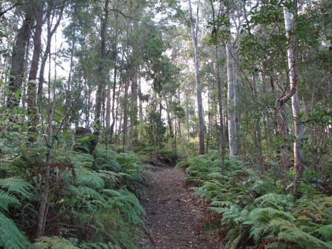 Maleny Country Cottages - Accommodation Yamba 1