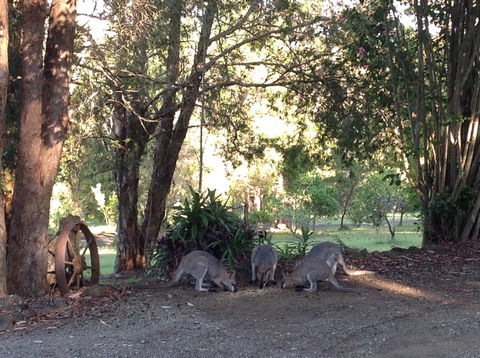 Maleny Country Cottages - Accommodation Yamba 5