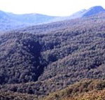 Callicoma Hill Eco-Cabins - Accommodation Yamba