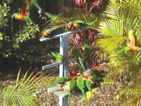 Chamomile Bed And Breakfast - Accommodation Yamba 1