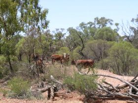 Aldville Station - Accommodation Yamba 2