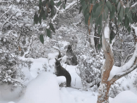 Blue Lake Lodge - Accommodation Yamba 1