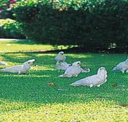 Aurora Kakadu - Accommodation Yamba
