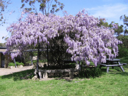 Studio Cottages Romantic Hideaway - Accommodation Yamba 5