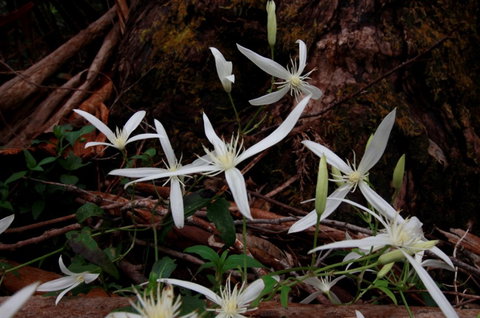 Walpole Wilderness Resort - Accommodation Yamba 7