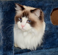 Crufts K9 Lodge amp Cat Hotel - Accommodation Yamba