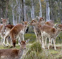 Lake Leake Chalet - Accommodation Yamba