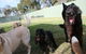 Durack Pet Motel - thumb 2