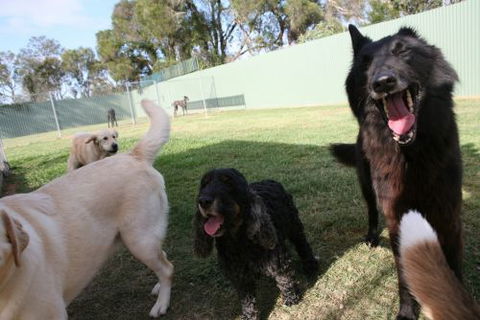 Durack Pet Motel - Accommodation Yamba 2