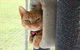 Durack Pet Motel - thumb 4