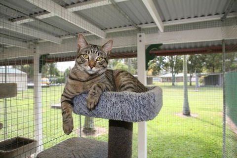 Durack Pet Motel - Accommodation Yamba 5