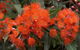Ficifolia Lodge - thumb 3