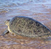 Mackerel Islands - Accommodation Yamba
