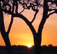 Coodardie Station Stay - Accommodation Yamba