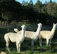 Blackwattle Farm BampB and Farm Stay - Accommodation Yamba