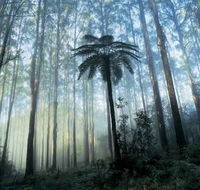Tower Motel Marysville - Accommodation Yamba