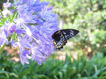 Amytis Gardens Retreat Spa And Cooking School - Accommodation Yamba 4
