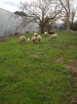 Yering Farm Wines - Accommodation Yamba 9
