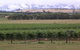 Yering Farm Wines - thumb 16