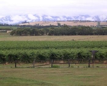 Yering Farm Wines - Accommodation Yamba 16