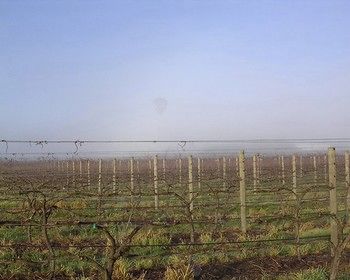 Yering Farm Wines - Accommodation Yamba 17