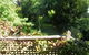 Leura Lady - thumb 8