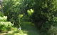 Leura Lady - thumb 9