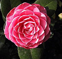 Cloverlea Gardens Bed and Breakfast - Accommodation Yamba