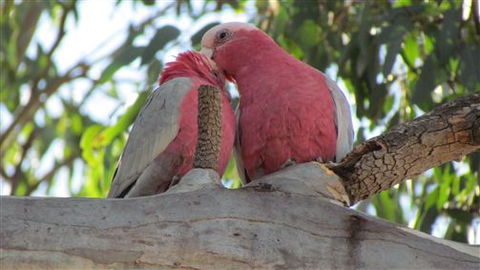 River Gardens Bed And Breakfast Farmstay - Accommodation Yamba 6