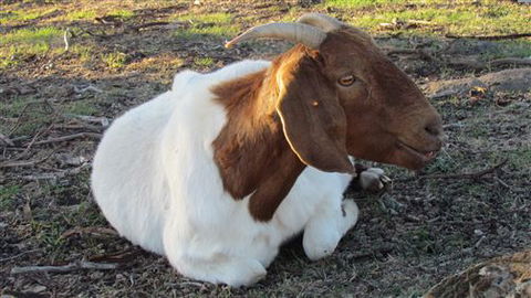 River Gardens Bed And Breakfast Farmstay - Accommodation Yamba 5