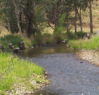 Murphy's Cabin - Accommodation Yamba