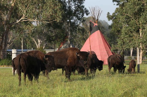 Aranyani Bison Adventure Tourist Park - Accommodation Yamba 6