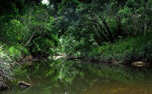 Aranyani Bison Adventure Tourist Park - Accommodation Yamba 3