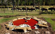 Aranyani Bison Adventure Tourist Park - Accommodation Yamba 5