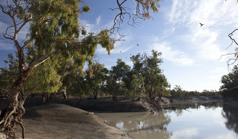 Darling River Campground - Accommodation Yamba 1