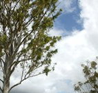 Glen Villa Resort and Tourist Park Casino - Accommodation Yamba