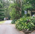 Tamborine Mountain Caravan  Camping - Accommodation Yamba