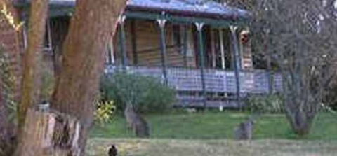 Cedar Lodge Cabins - Accommodation Yamba 3