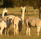 Waterfall Way Farmstay - Accommodation Yamba