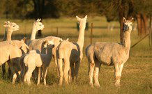 Waterfall Way Farmstay - Accommodation Yamba 0