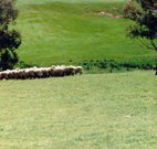 Gooromon Park Cottages - Accommodation Yamba